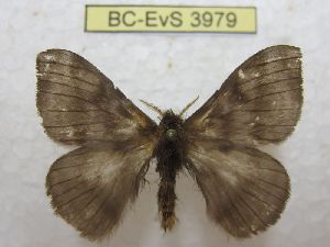  ( - BC-EvS 3979)  @11 [ ] No Rights Reserved (2014) Eric van Schayck Unspecified