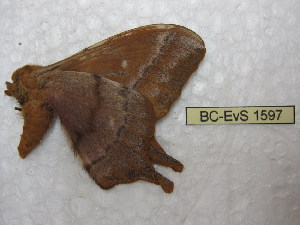  ( - BC-EvS 1597)  @12 [ ] Copyright (2010) Eric Van Schayck Research Collection of Eric Van Schayck