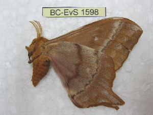  ( - BC-EvS 1598)  @12 [ ] Copyright (2010) Eric Van Schayck Research Collection of Eric Van Schayck
