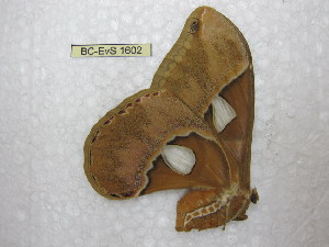  (Rothschildia betis - BC-EvS 1602)  @12 [ ] Copyright (2010) Eric Van Schayck Research Collection of Eric Van Schayck