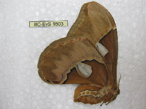  (Rothschildia betis - BC-EvS 1603)  @11 [ ] Copyright (2010) Eric Van Schayck Research Collection of Eric Van Schayck