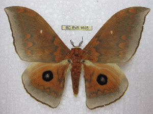  ( - BC-EvS 1605)  @15 [ ] Copyright (2010) Eric Van Schayck Research Collection of Eric Van Schayck