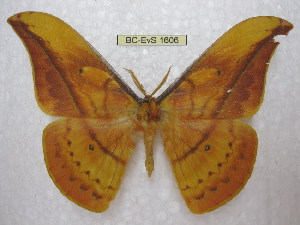 ( - BC-EvS 1606)  @14 [ ] Copyright (2010) Eric Van Schayck Research Collection of Eric Van Schayck