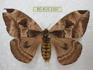  ( - BC-EvS 2391)  @15 [ ] Copyright (2010) Eric Van Schayck Research Collection of Eric Van Schayck