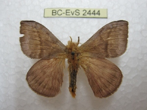  ( - BC-EvS 2444)  @13 [ ] Copyright (2010) Eric Van Schayck Research Collection of Eric Van Schayck