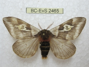  (Dirphiopsis schreiteri - BC-EvS 2465)  @15 [ ] Copyright (2010) Eric Van Schayck Research Collection of Eric Van Schayck