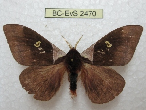  (Dirphiopsis trisignata - BC-EvS 2470)  @15 [ ] Copyright (2010) Eric Van Schayck Research Collection of Eric Van Schayck