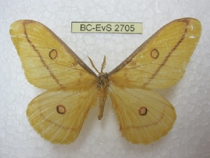  (Opodiphthera jurriaansei - BC-EvS 2705)  @14 [ ] Copyright (2012) Eric van Schayck Unspecified