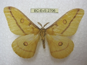  (Opodiphthera jurriaansei - BC-EvS 2706)  @14 [ ] Copyright (2012) Eric van Schayck Unspecified