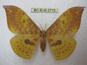  (Lemaireia luteopeplus - BC-EvS 2713)  @14 [ ] Copyright (2012) Eric van Schayck Unspecified