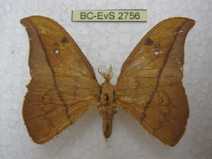  ( - BC-EvS 2756)  @13 [ ] Copyright (2012) Eric van Schayck Unspecified