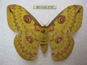 (Loepa siamensis malayensis - BC-EvS 2787)  @14 [ ] Copyright (2012) Eric van Schayck Unspecified