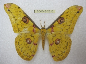  ( - BC-EvS 2810)  @13 [ ] Copyright (2012) Eric van Schayck Unspecified