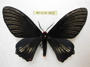  (Epicopeiidae - BC-EvS 3620)  @15 [ ] © (2016) Eric van Schayck Unspecified