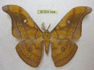  (Antheraea semperi mandalaganensis - BC-EvS 4208)  @14 [ ] No Rights Reserved (2015) Eric van Schayck Unspecified