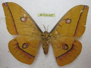  (Antheraea halconensis - BC-EvS 4237)  @14 [ ] No Rights Reserved (2015) Eric van Schayck Unspecified