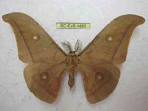  (Antheraea rubicunda - BC-EvS 4495)  @13 [ ] No Rights Reserved (2015) Eric van Schayck Unspecified