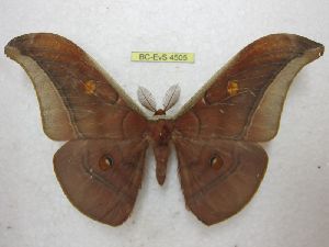  (Antheraea castanea - BC-EvS 4505)  @15 [ ] No Rights Reserved (2015) Eric van Schayck Unspecified