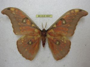  (Antheraea siriae - BC-EvS 4507)  @14 [ ] No Rights Reserved (2015) Eric van Schayck Unspecified