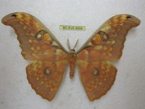  (Antheraea siriae - BC-EvS 4509)  @14 [ ] No Rights Reserved (2015) Eric van Schayck Unspecified