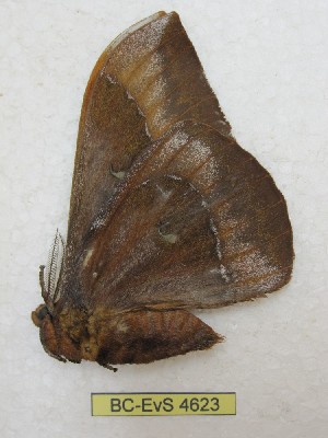  ( - BC-EvS 4623)  @12 [ ] © (2016) Eric van Schayck Unspecified