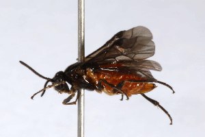  ( - USNMENT01734526)  @11 [ ] No Rights Reserved (2021) Smithsonian Institution, National Museum of Natural History Smithsonian Institution, National Museum of Natural History