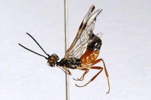 ( - USNMENT01734531)  @11 [ ] No Rights Reserved (2021) Smithsonian Institution, National Museum of Natural History Smithsonian Institution, National Museum of Natural History