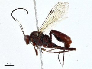  ( - BIOUG99484-C04)  @11 [ ] CreativeCommons - Attribution (2023) CBG Photography Group Centre for Biodiversity Genomics