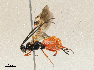  (Iphiaulax sjoestedti - CBG-A04533-G02)  @11 [ ] CreativeCommons - Attribution (2023) CBG Photography Group Centre for Biodiversity Genomics