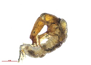  ( - Wormaldia occipitalis)  @11 [ ] Unspecified (default): All Rights Reserved  Unspecified Unspecified