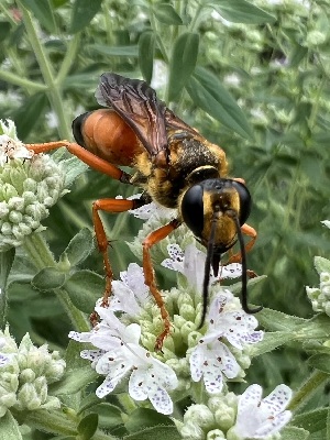  ( - SBCTA2022Jul12D)  @11 [ ] by-nc-nd (2024) Elijah Goodwin Stone Barns Center