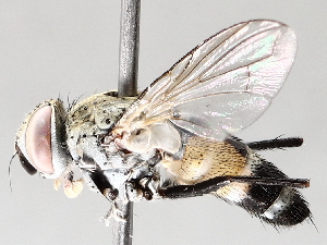  ( - BIOUG72960-F11)  @11 [ ] CreativeCommons - Attribution (2021) CBG Photography Group Centre for Biodiversity Genomics