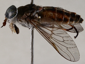  ( - BIOUG72961-C08)  @11 [ ] CreativeCommons - Attribution (2021) CBG Photography Group Centre for Biodiversity Genomics