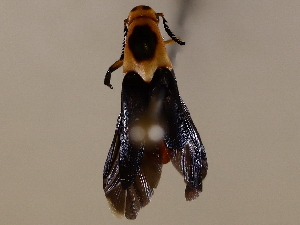  (Macrosiagon limbata - BIOUG72962-A07)  @11 [ ] CreativeCommons - Attribution (2021) CBG Photography Group Centre for Biodiversity Genomics
