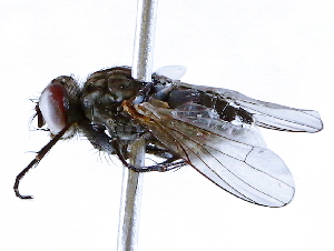  ( - BIOUG72963-B11)  @11 [ ] CreativeCommons - Attribution (2021) CBG Photography Group Centre for Biodiversity Genomics