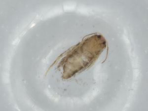  ( - BIOUG74645-D04)  @11 [ ] CreativeCommons - Attribution (2021) Centre for Biodiversity Genomics Centre for Biodiversity Genomics