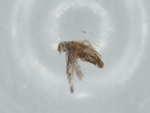  ( - BIOUG74645-D11)  @11 [ ] CreativeCommons - Attribution (2021) Centre for Biodiversity Genomics Centre for Biodiversity Genomics