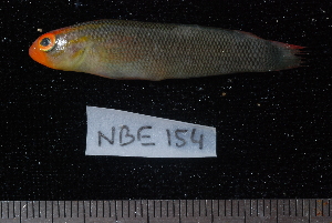  (Pseudochromis tauberae - NBE0154)  @14 [ ] No Rights Reserved  Unspecified Unspecified