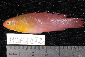 (Pseudochromis kristinae - NBE1172)  @14 [ ] No Rights Reserved  Unspecified Unspecified