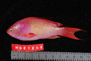  (Pseudanthias - NBE1240)  @16 [ ] No Rights Reserved  Unspecified Unspecified