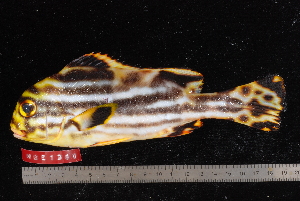  (Plectorhinchus vittatus - NBE1300)  @13 [ ] No Rights Reserved  Unspecified Unspecified