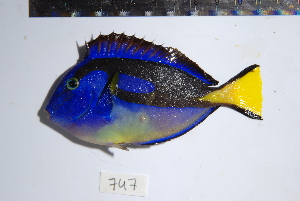  (Paracanthurus - REU0747)  @14 [ ] No Rights Reserved  Unspecified Unspecified