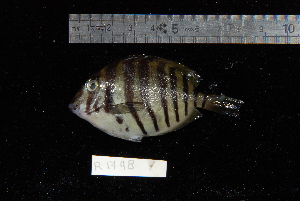  (Acanthurus polyzona - REU1748)  @13 [ ] No Rights Reserved  Unspecified Unspecified