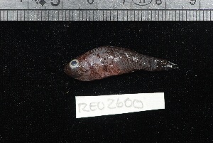  (Apogonichthys - REU2600)  @14 [ ] No Rights Reserved  Unspecified Unspecified