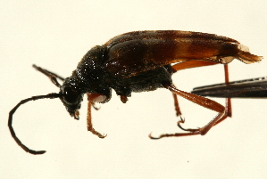  ( - AY165677)  @13 [ ] CreativeCommons - Attribution (2009) CBG Photography Group Centre for Biodiversity Genomics