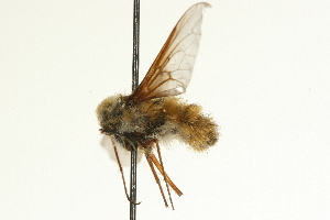  (Bombylius validus - AY165655)  @13 [ ] CreativeCommons - Attribution (2009) CBG Photography Group Centre for Biodiversity Genomics
