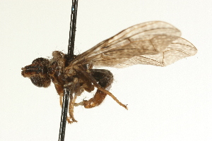  ( - AY165717)  @12 [ ] CreativeCommons - Attribution (2009) CBG Photography Group Centre for Biodiversity Genomics