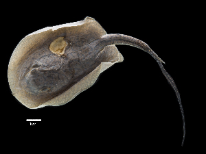  (Potamotrygon magdalenae - CLIZ-11-100)  @11 [ ] Copyright (2019) Alejandro Mendez Lopez Instituto de Investigacion de Recursos Biologicos Alexander von Humboldt
