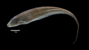  (Sternopygus aequilabiatus - 1606-STB_SBCIM-07-49)  @11 [ ] Copyright (2019) Alejandro Mendez Lopez Instituto de Investigacion de Recursos Biologicos Alexander von Humboldt