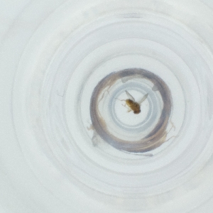  ( - CAMP_061_B6)  @11 [ ] by  Genome Research Ltd as Wellcome Sanger Institute Genome Research Limited operating as Wellcome Sanger Institute